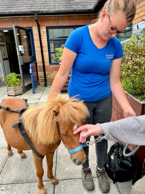 Patient's hand stroking miniature Shetland pony held by Charlotte from Dartmoor Carriages