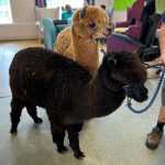 One fawn alpaca, one black alpaca on hospital ward