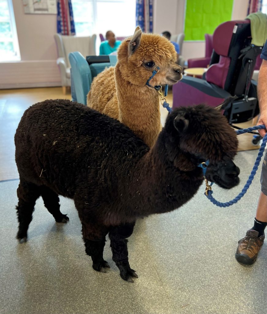 One fawn alpaca, one black alpaca on hospital ward