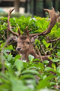 Deer in hedge
