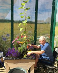 Man in wheelchair watering flower bed in garden